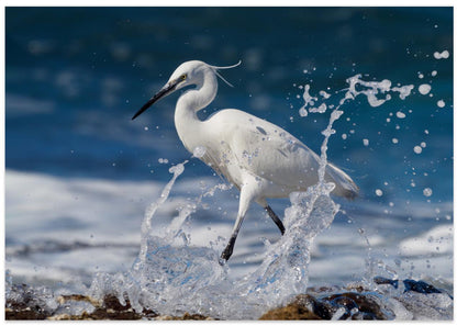 Graceful Little egret