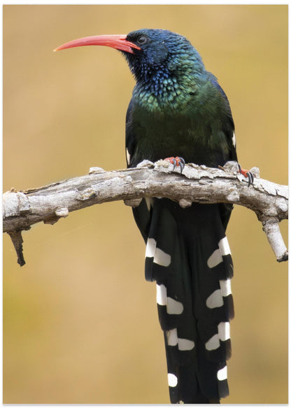 Green Wood-hoopoe