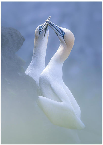 A Pair of Gannet