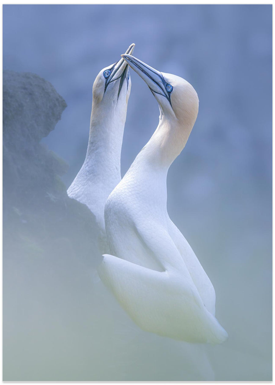 A Pair of Gannet