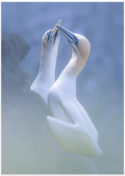 A Pair of Gannet