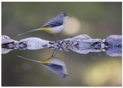 Grey wagtail