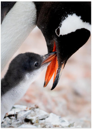 Penguin Kiss