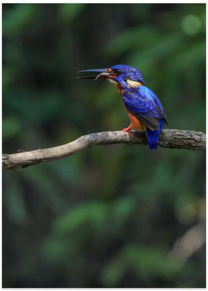 Common kingfisher