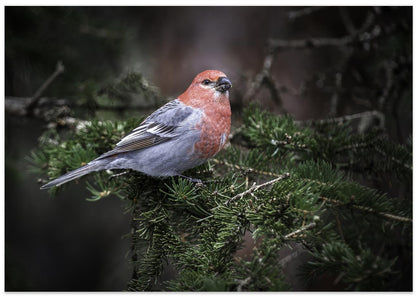 Male Pine Grosbeak