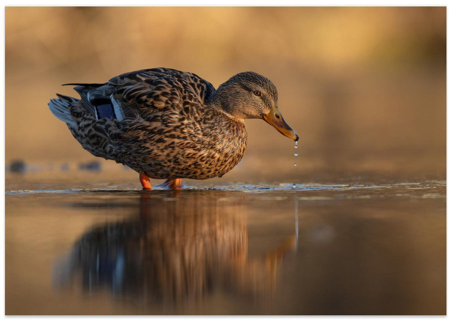Golden morning