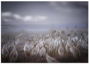 Cranes