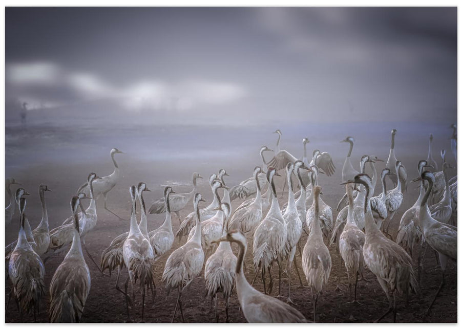 Cranes