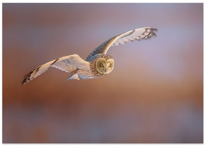 Short-eared Owl