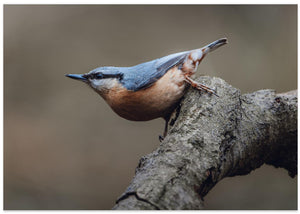 Eurasian nuthatch (Sitta europaea)