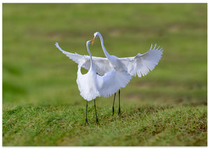 The dance