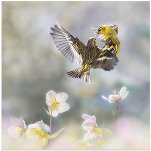 Spinus spinus in the spring