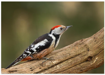 Middle spotted woodpecker.