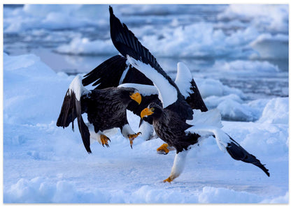Eagle Fight