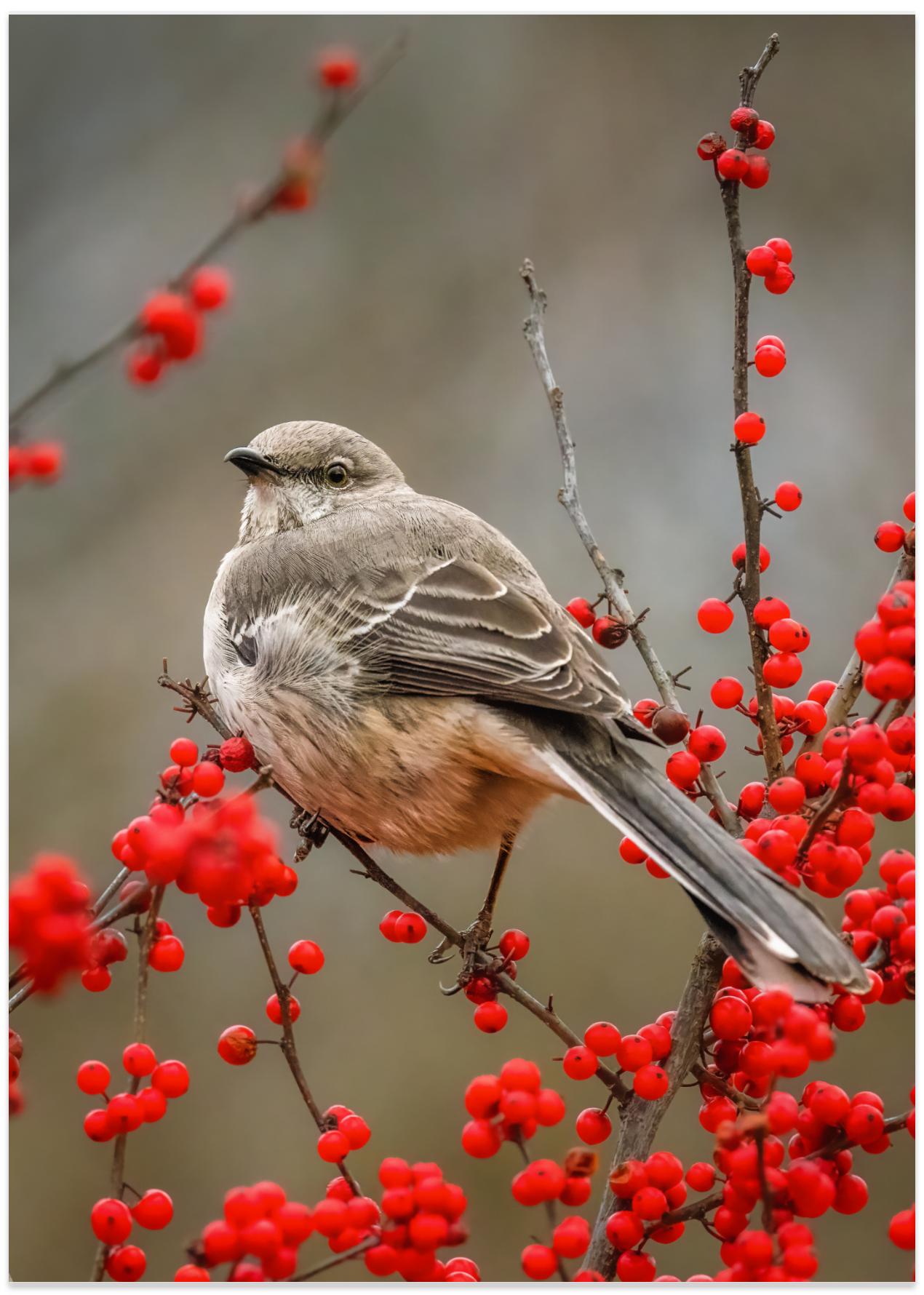 Northern Mockingbird