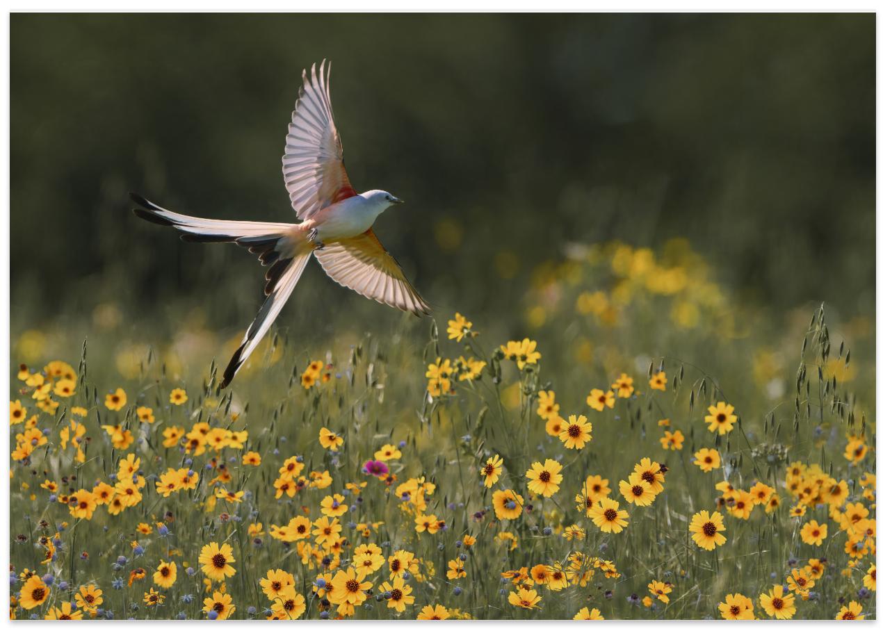 Dancing for the Spring