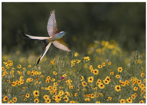 Dancing for the Spring