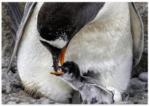 Gentoo penguin feeding her new born baby