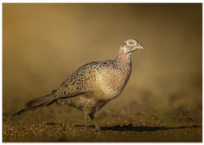 RIng-necked Pheasant