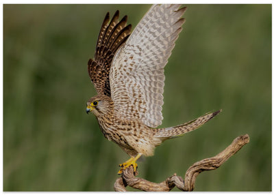 Female Kestrel