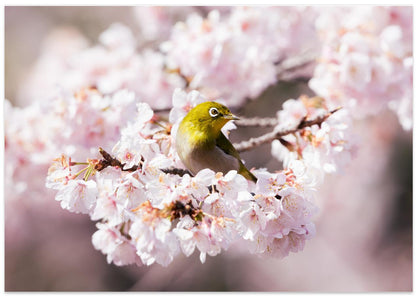 White-Eye on Sakura Blossoms