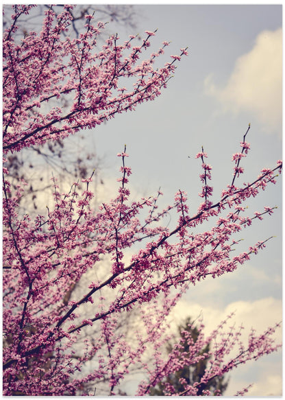 Delicate Pink Blossoms
