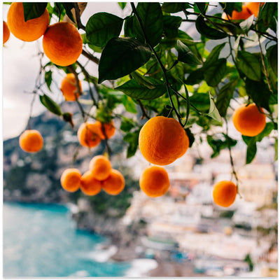 Amalfi Coast Oranges
