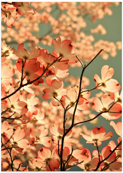 spring arrived with pink flowers