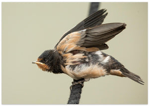 A young swallow: ready to fly.