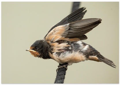 A young swallow: ready to fly.