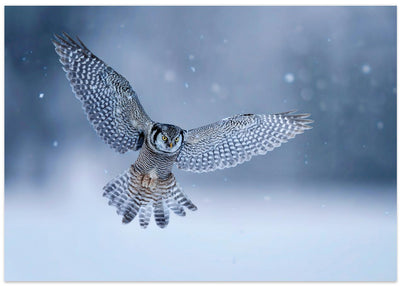Northern Hawk Owl