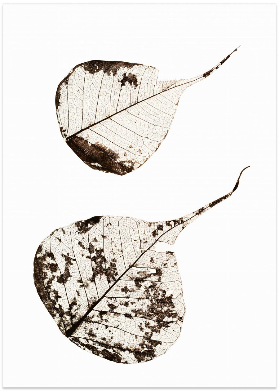 Fallen Leaves #2