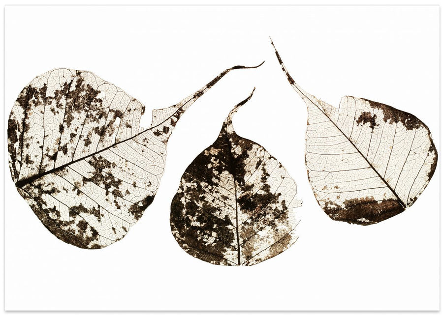 Fallen Leaves #1