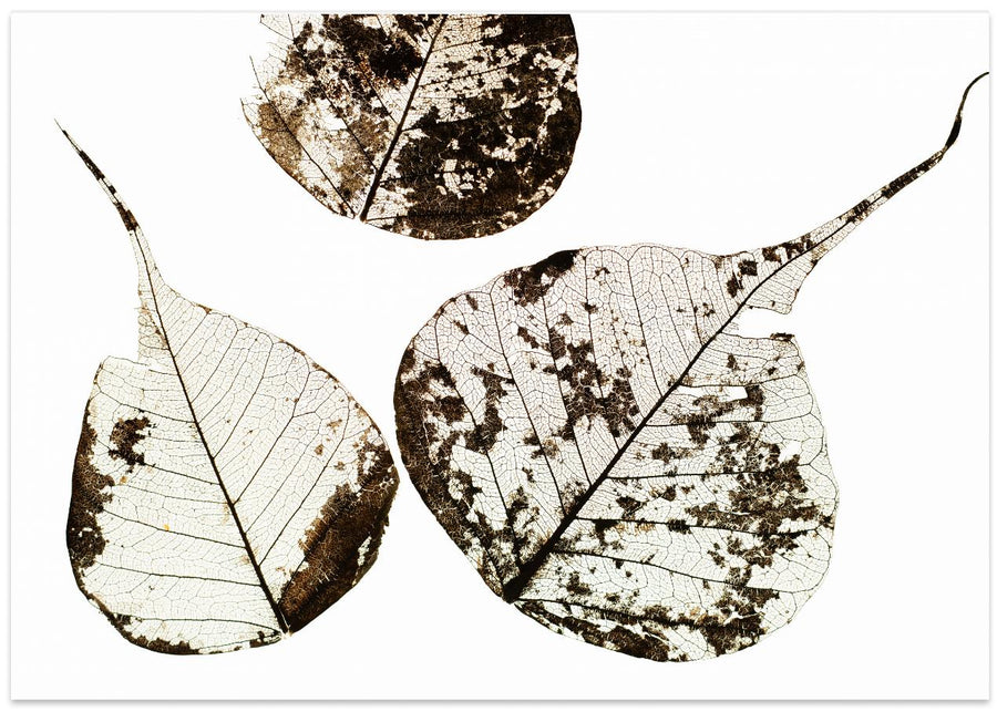 Fallen Leaves #0
