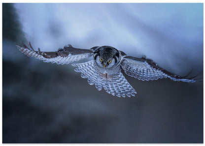 Northern Hawk Owl