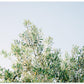 Olives In Ostuni | Italy Travel Photography