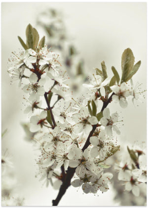 White Spring Blossoms