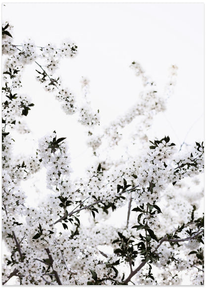 White Blossom Branches