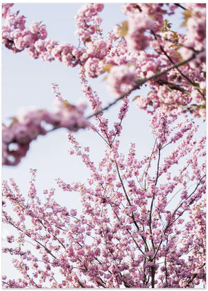 Pink Cherry Blossoms