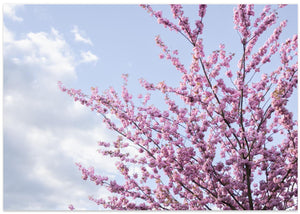 Delicate Pink Blossom Sky