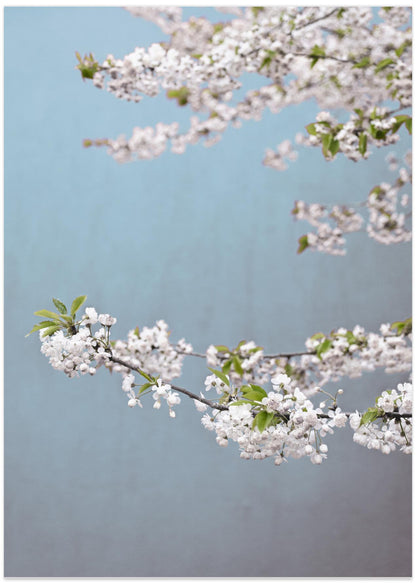 White Spring Blossoms