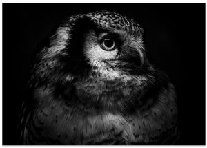 Owl Portrait 2