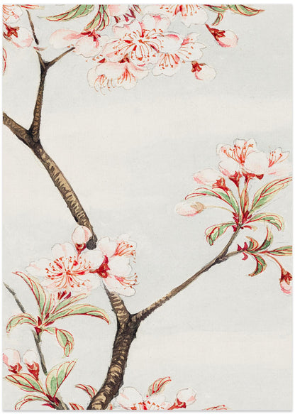 Sakura Cherry During 1870–1880