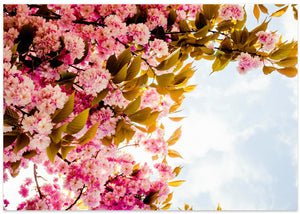 Spring Cherry Blossoms