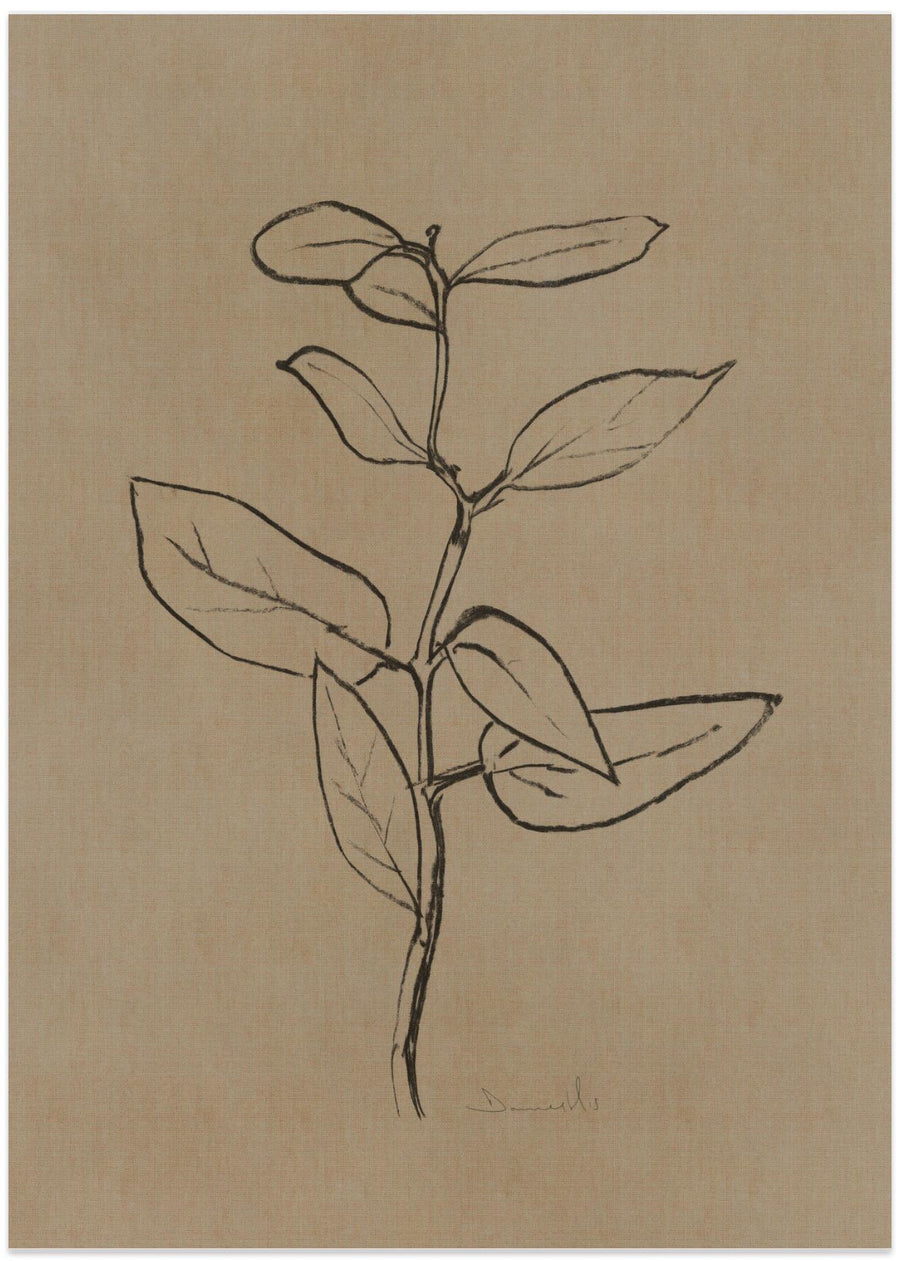 Eucalyptus Sapling