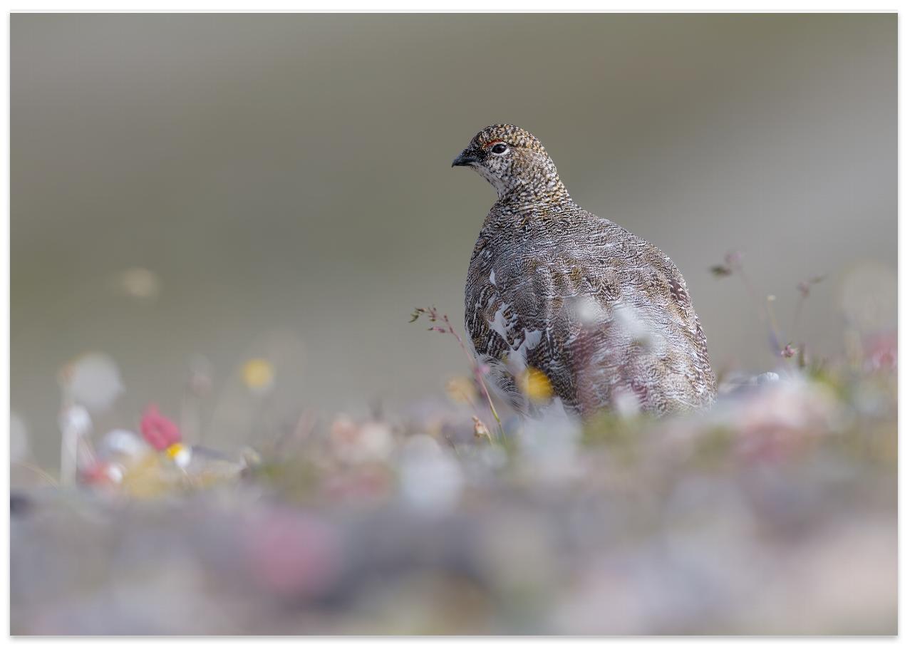 Rype - plakat - poster