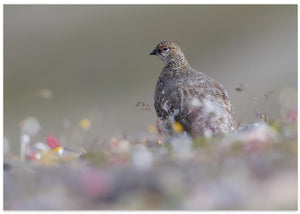 Rype - plakat - poster