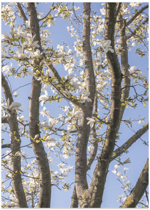 Spring Magnolia Blooms