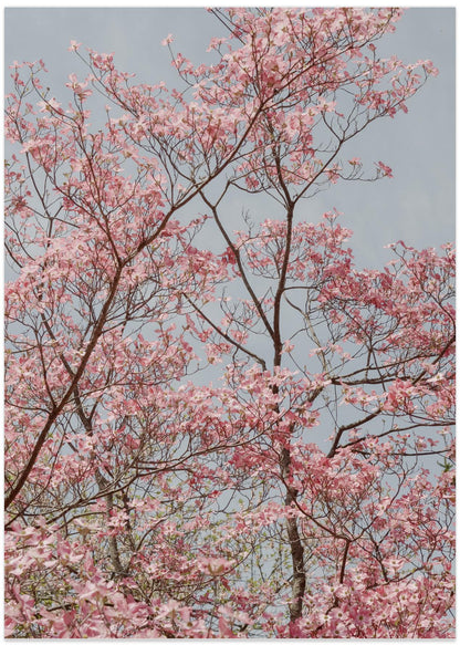 Pink Spring Blooms