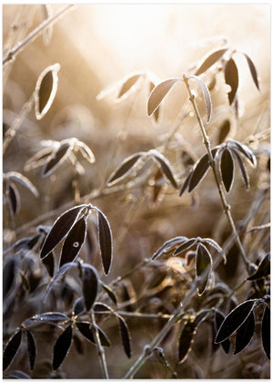A Winter Morning 6